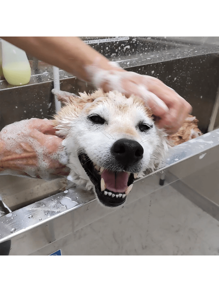 特別賞(ペット賞) 写真