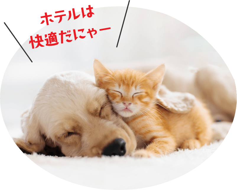 ペット写真