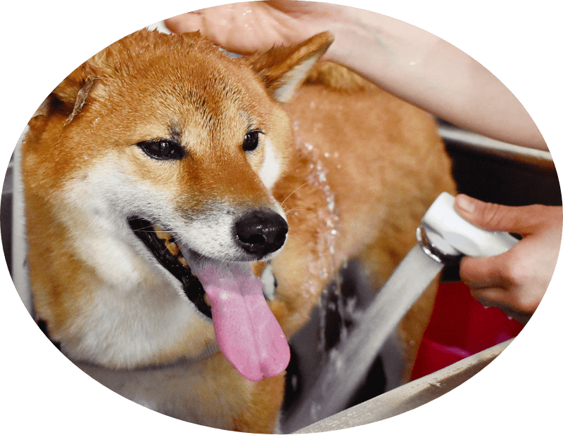 セルフウォッシュ イメージ画像